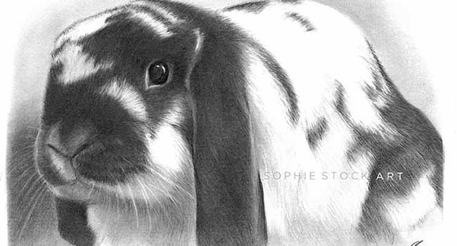 Peter Rabbit - A5 Full Body Landscape